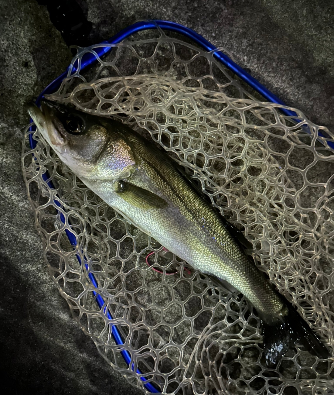 スズキの釣果写真1